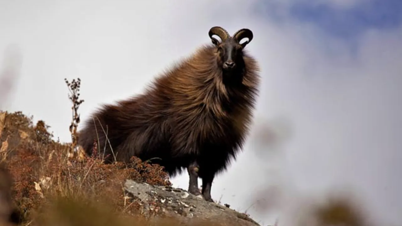 Nanda Devi National Park