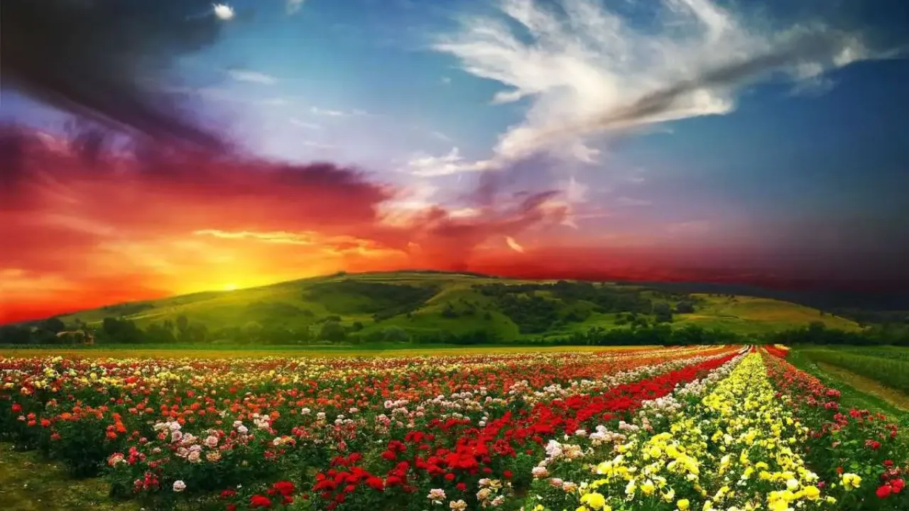 Valley of Flowers National Park