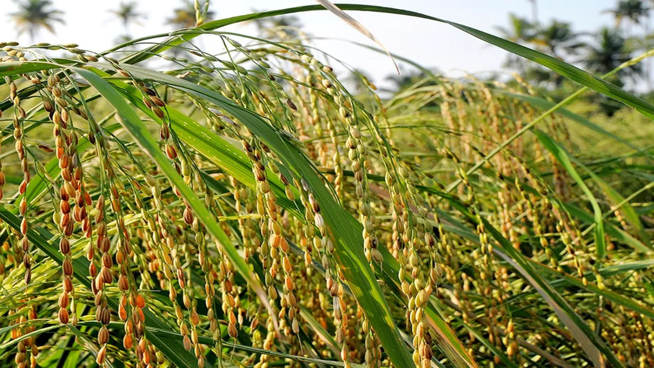 Cultivation of pokkali rice