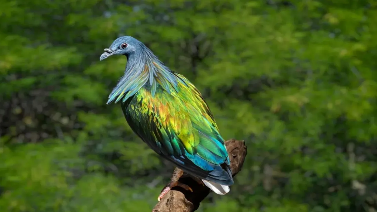 Wildlife Safari in andaman