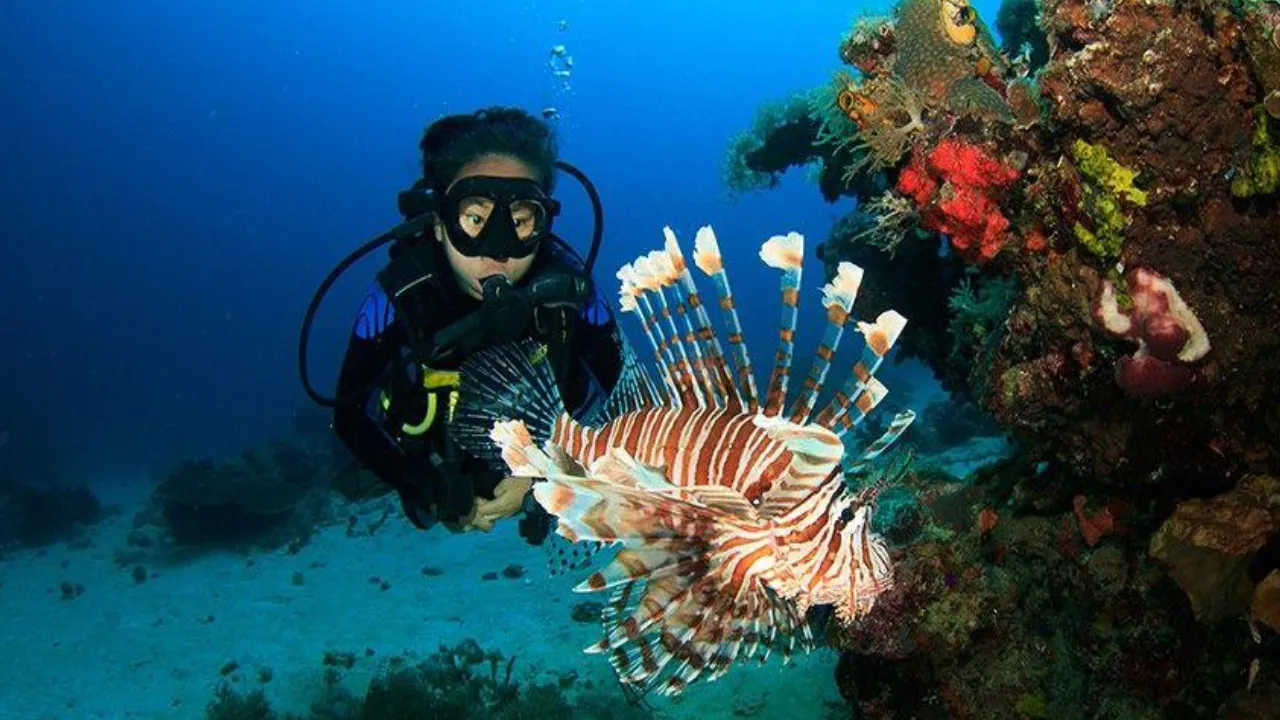 scuba diving in andaman