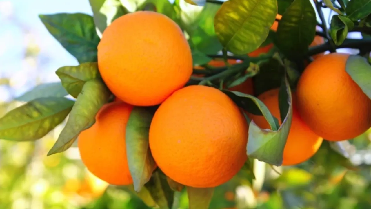 Wakro Orange 
