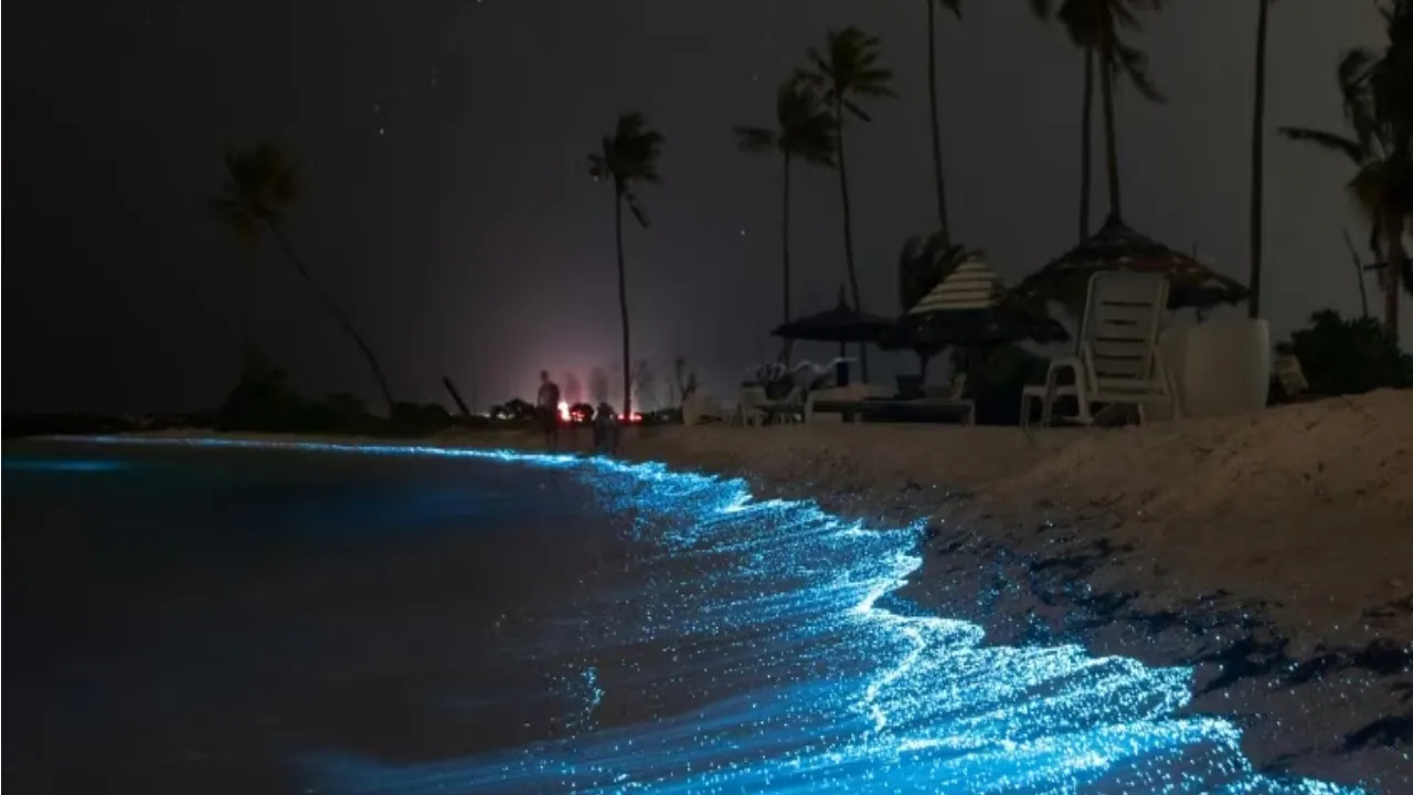 top beaches in India that grows in night