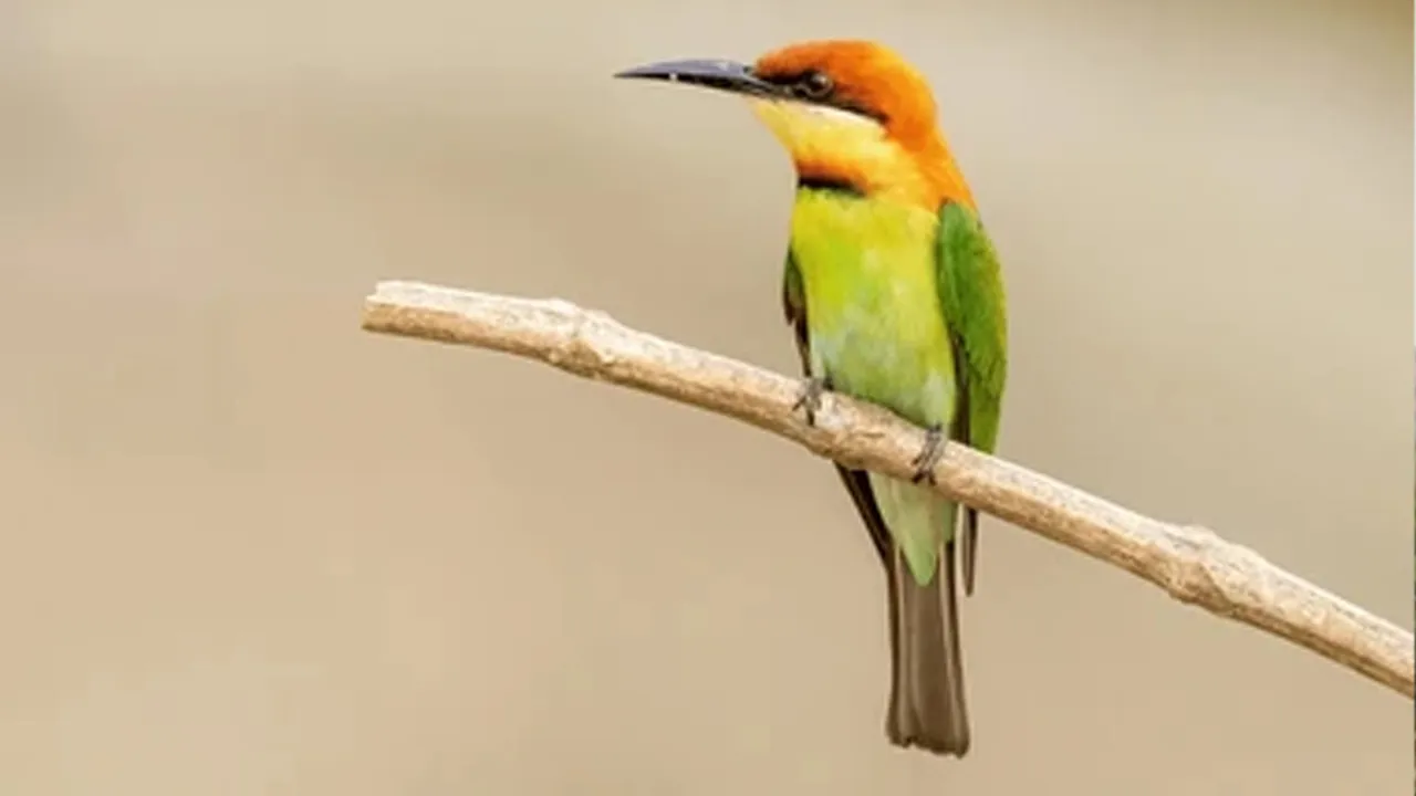 wbbird