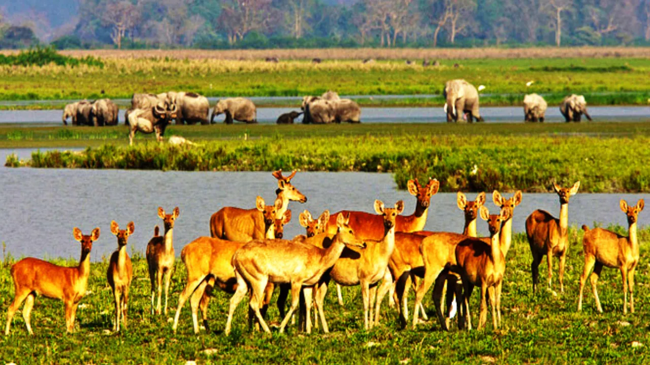 Kaziranga National Park, Assam