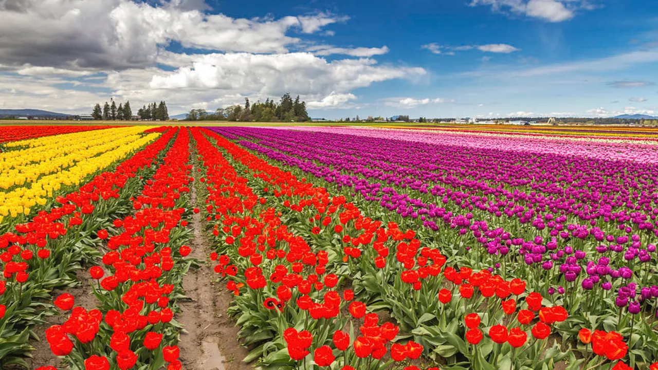Kashmir – A Floral Paradise