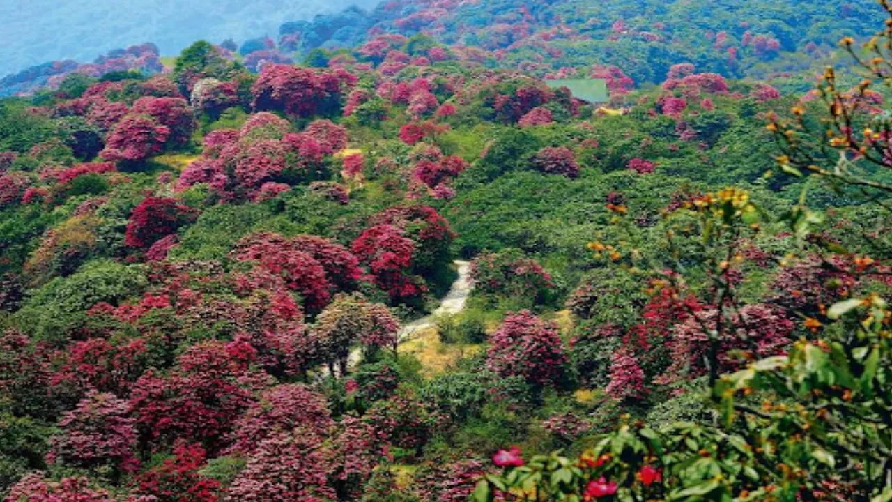 Gangtok, Sikkim – Rhododendrons
