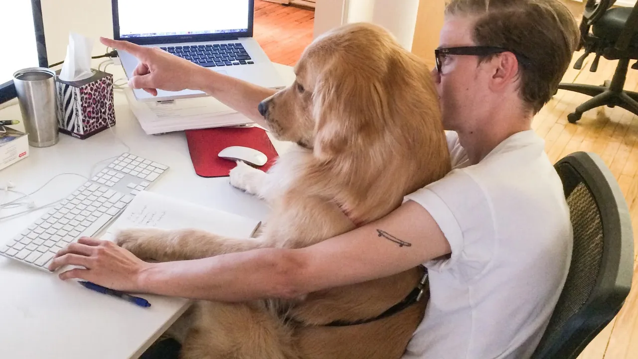 Therapy Dog 
