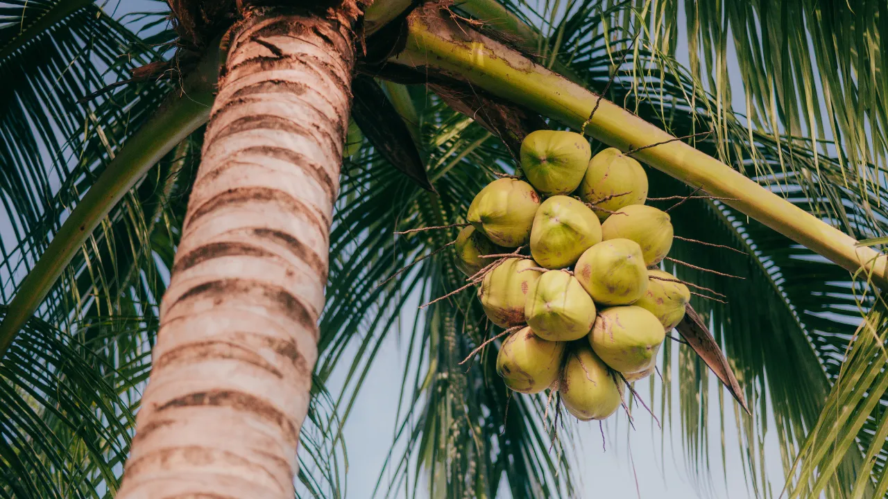 Tender Coconut Farm 