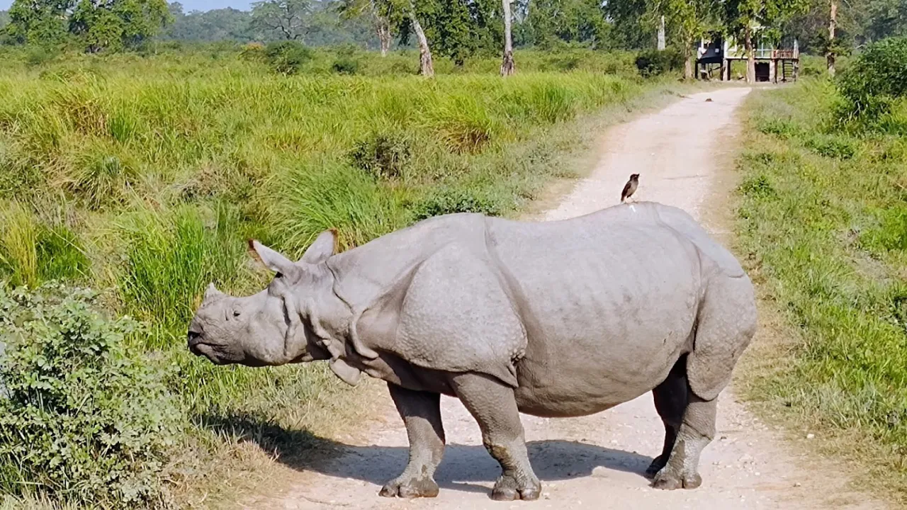 Assam