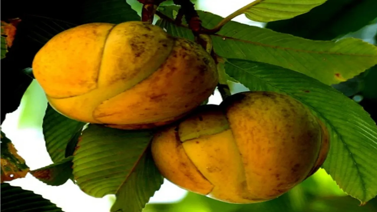 vitamin c rich fruits in india