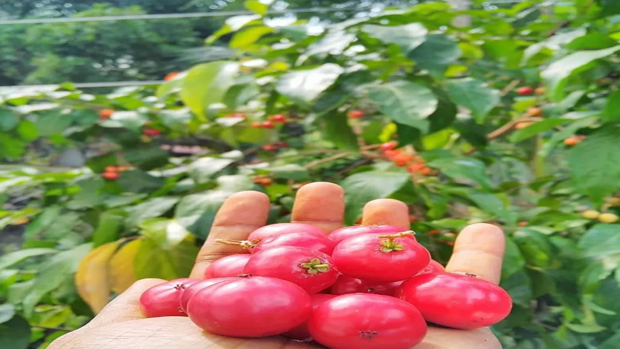 summer super food in India