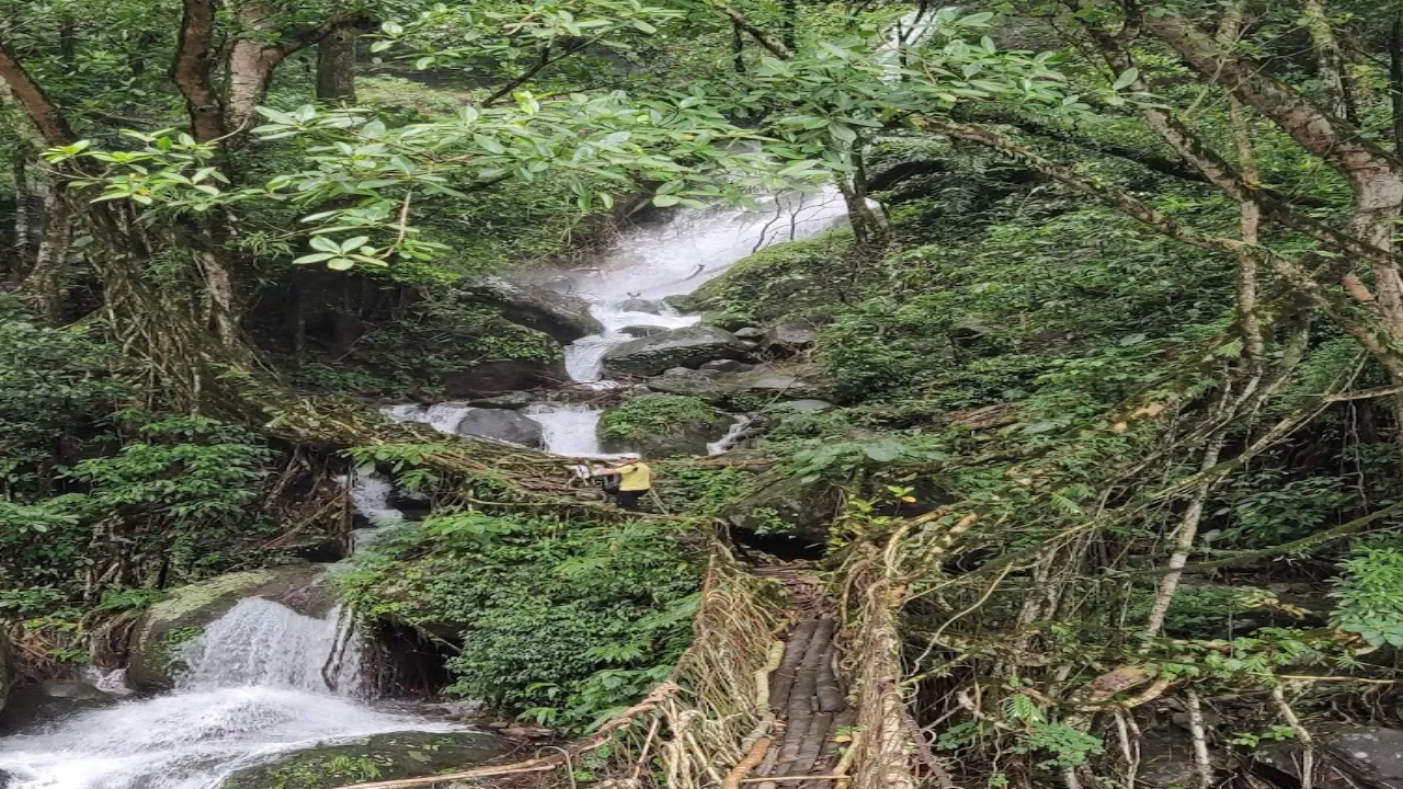 Mawsaw Root Bridge
