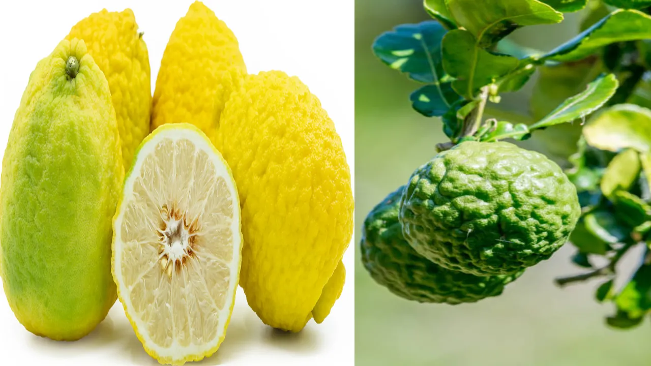 best fruit in india