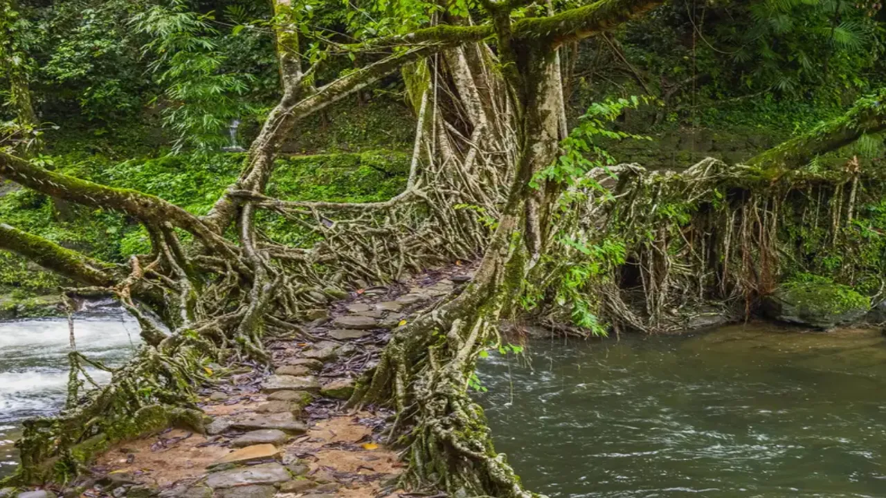 Ummunoi Root Bridge, Laitkynsew Village