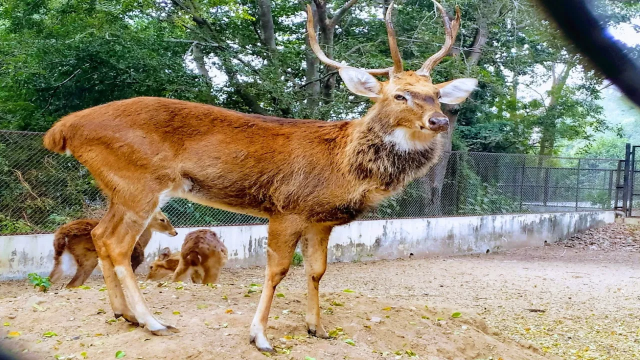 Sayaji Baug Zoo (Kamati Baug)
