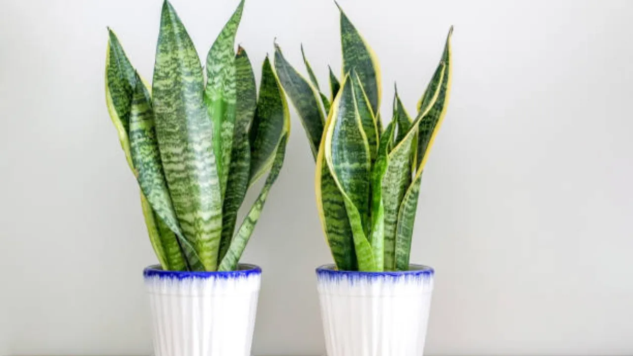 Snake Plant