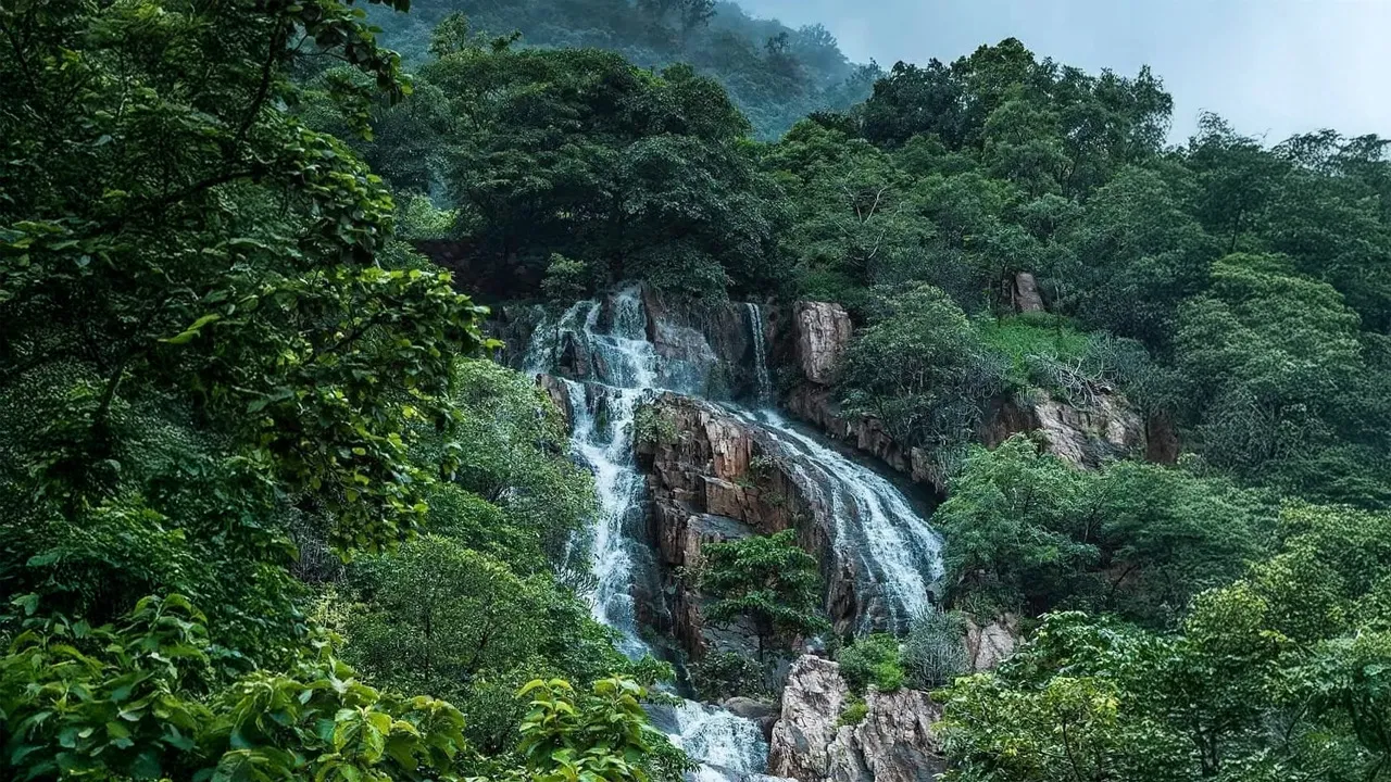 forest
