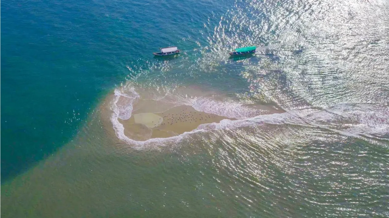 seagull island