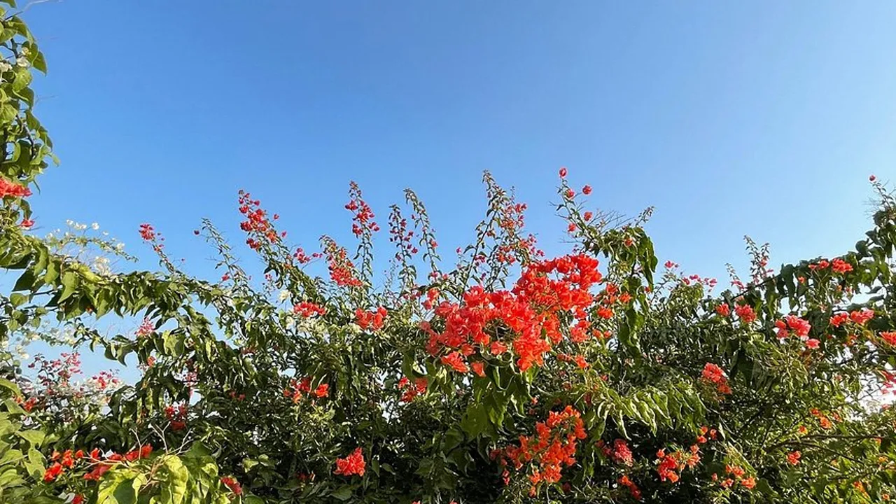 Aravalli
