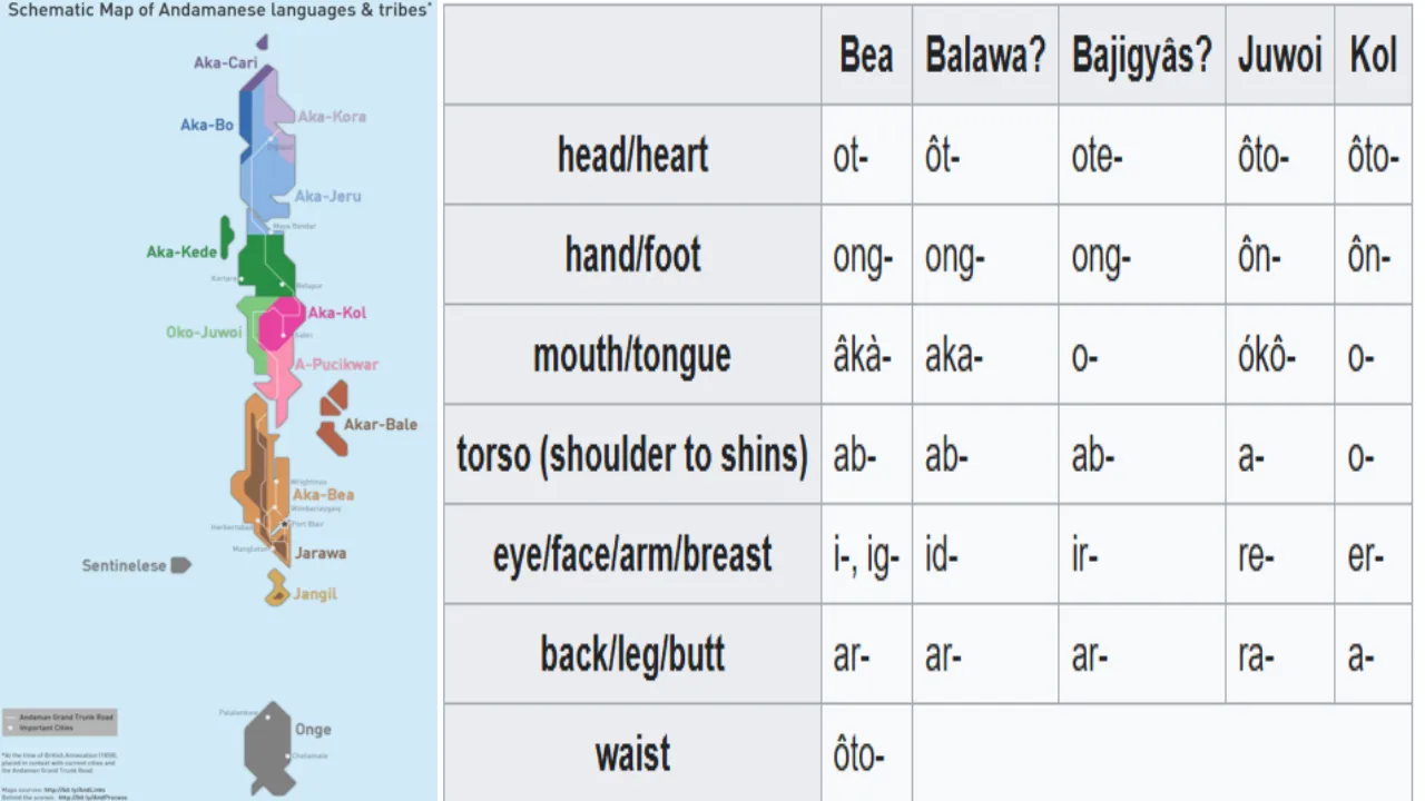 great andamanese language dictionary