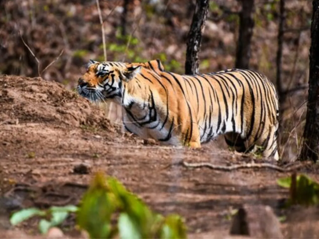 Pench toger reserve AI system