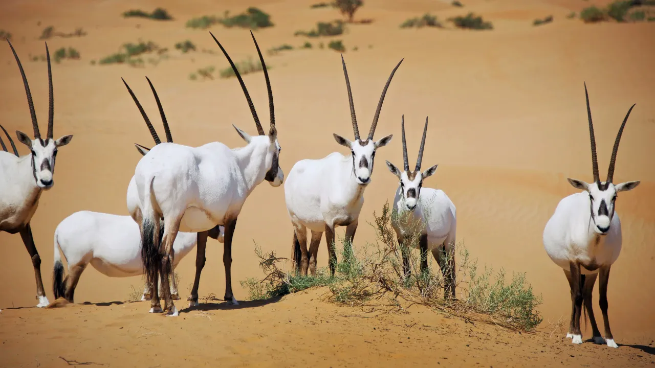 wildlife in rajasthan