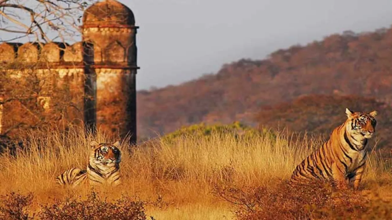 wildlife in rajasthan