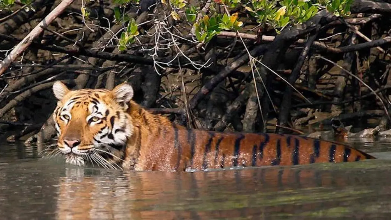 Sundarbans National Park