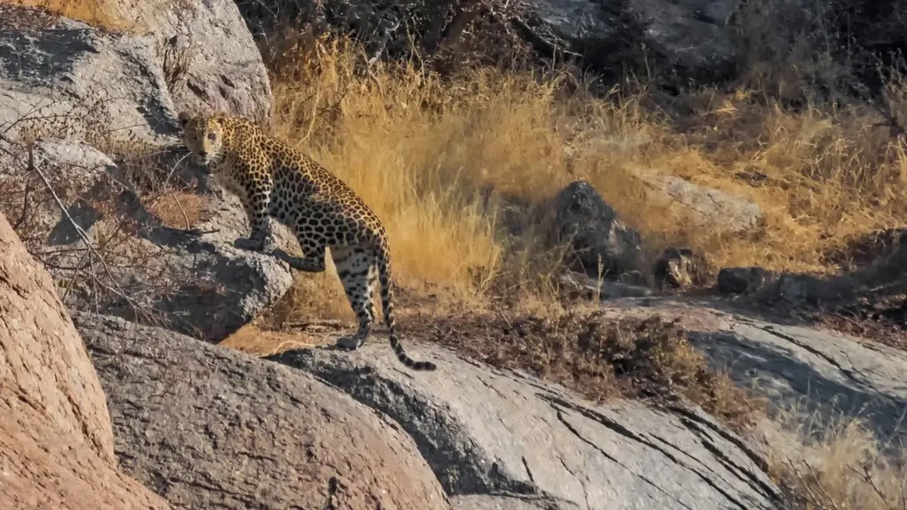 wildlife in rajasthan