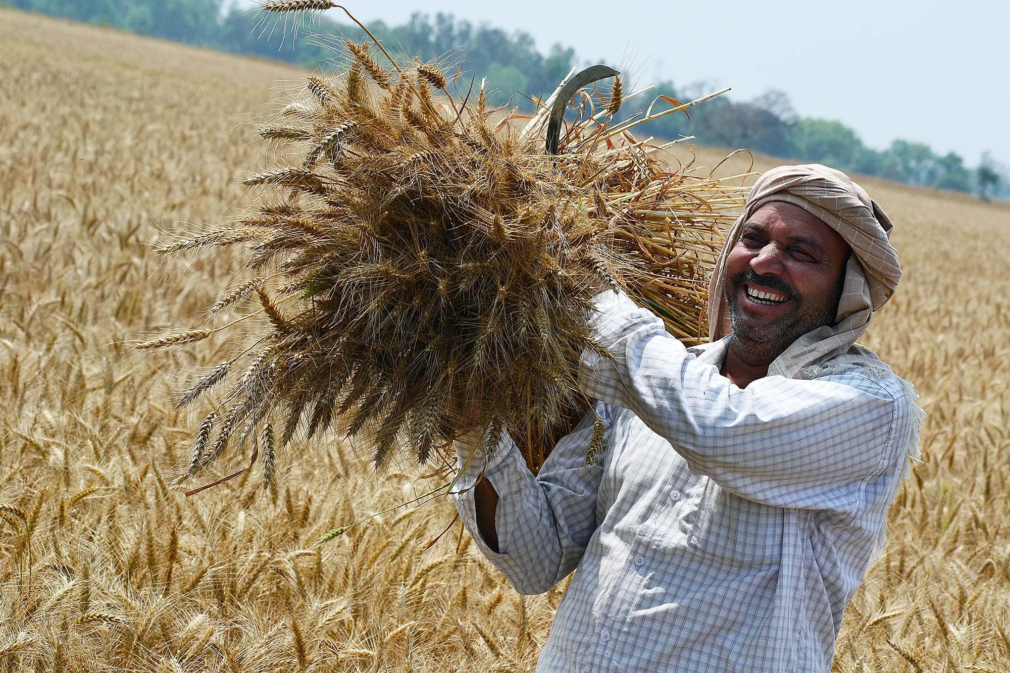 farmer with wheat harvest