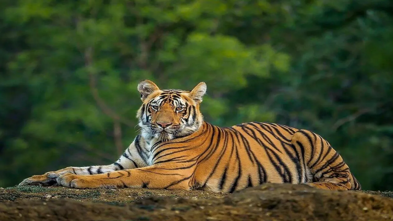 Sundarban Tiger Camp