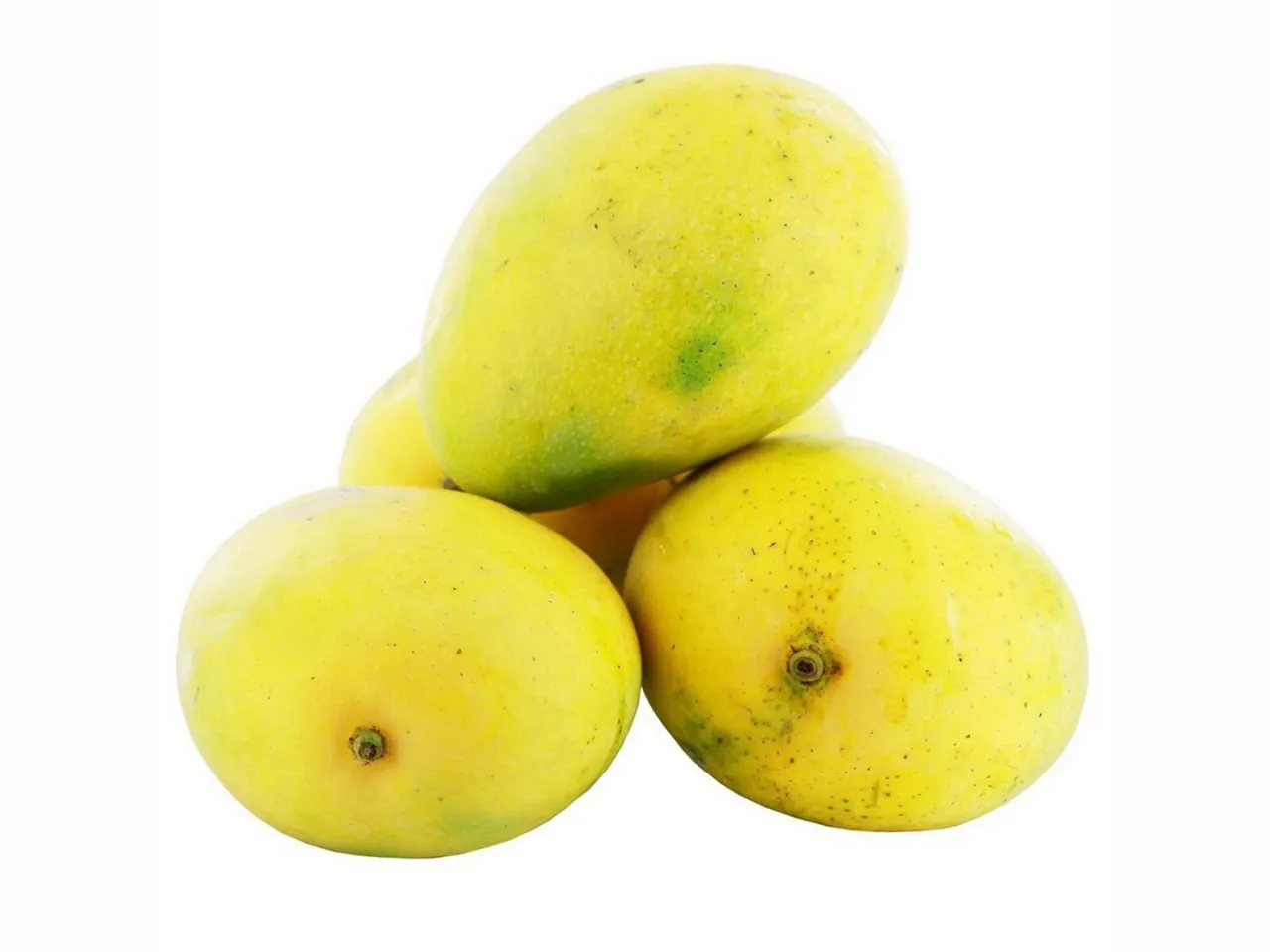 malgova mango