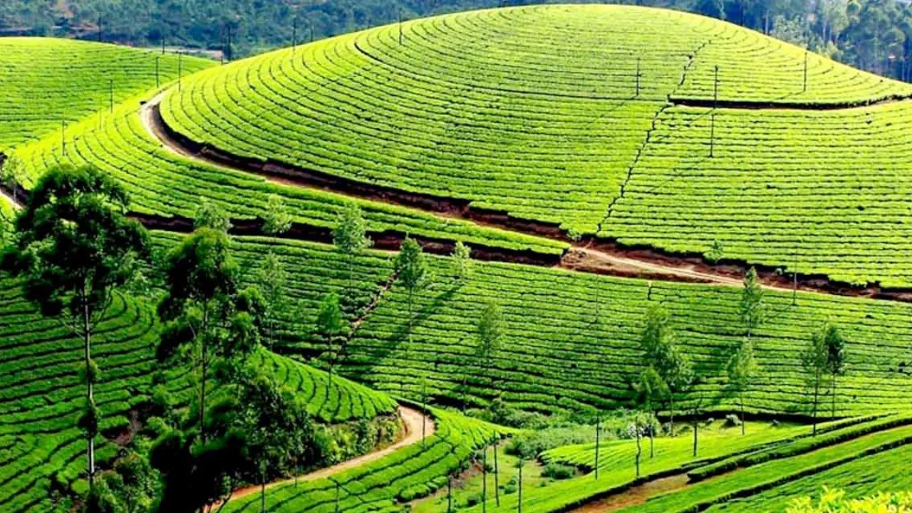 Ooty Tea Estate