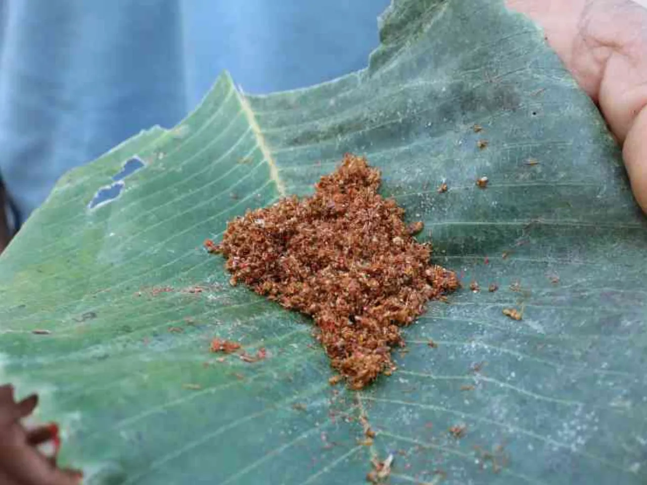 Red Ant Chutney 