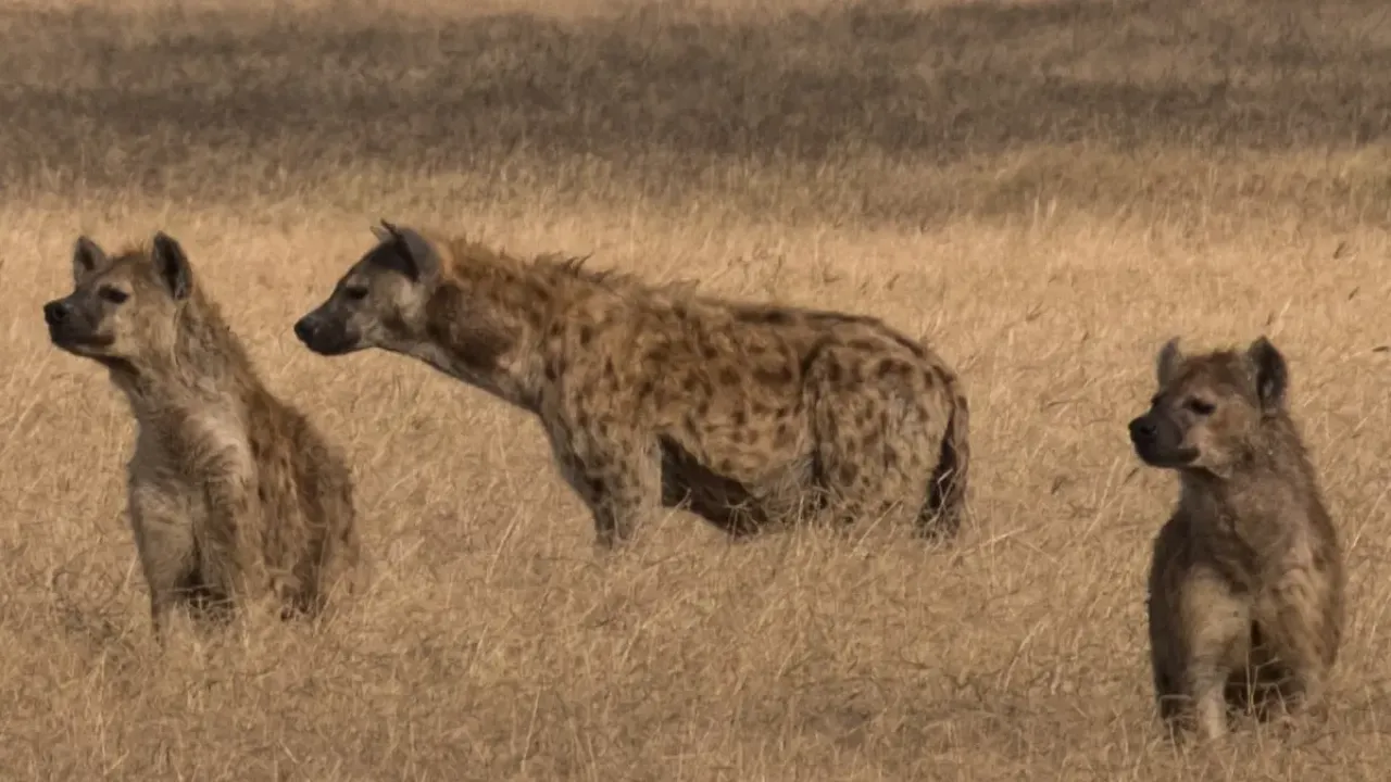 wildlife in rajasthan