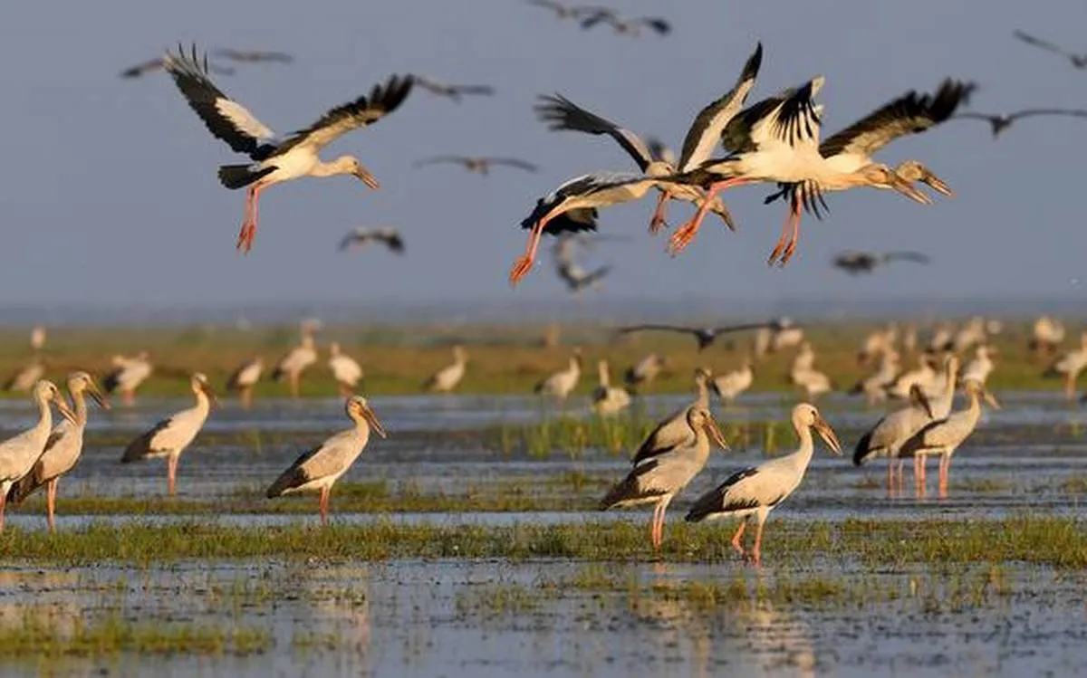 migratory birds of odisha 