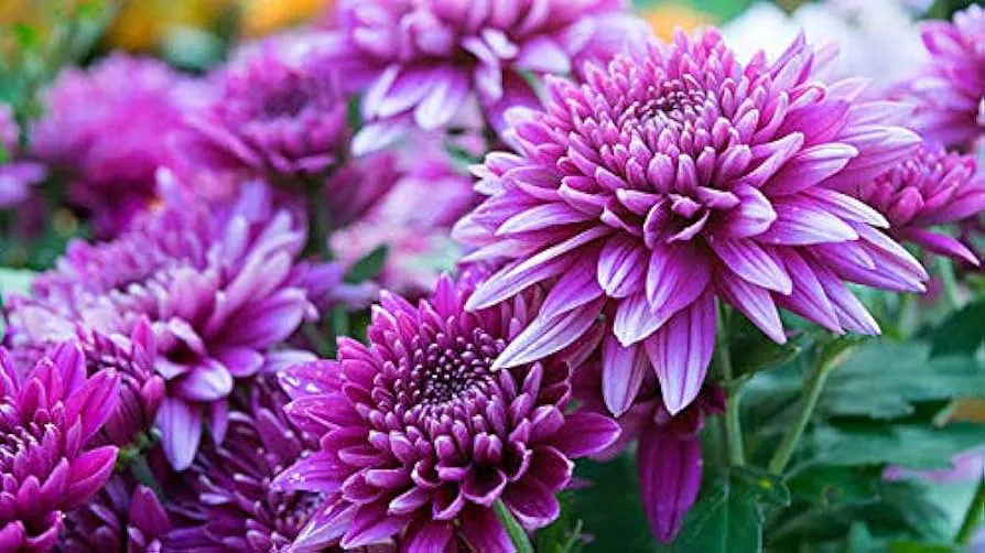 Chrysanthemum