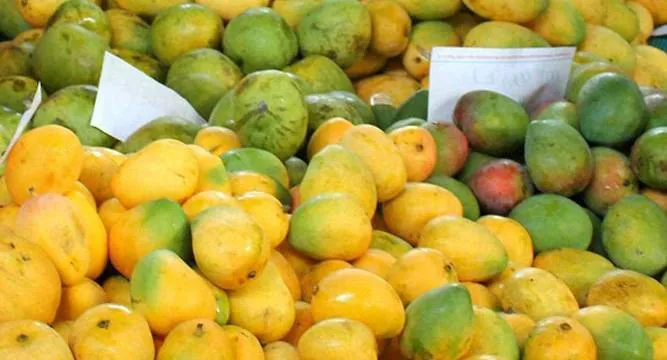 himsagar mangoes