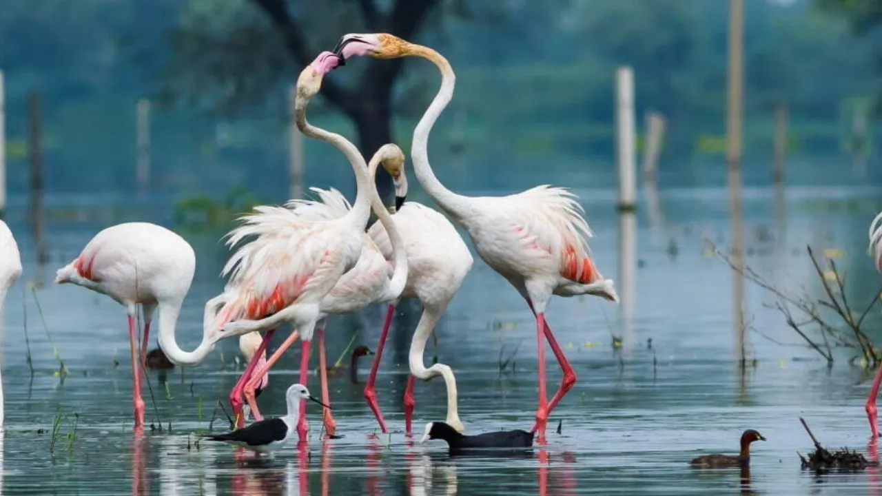 wildlife in rajasthan