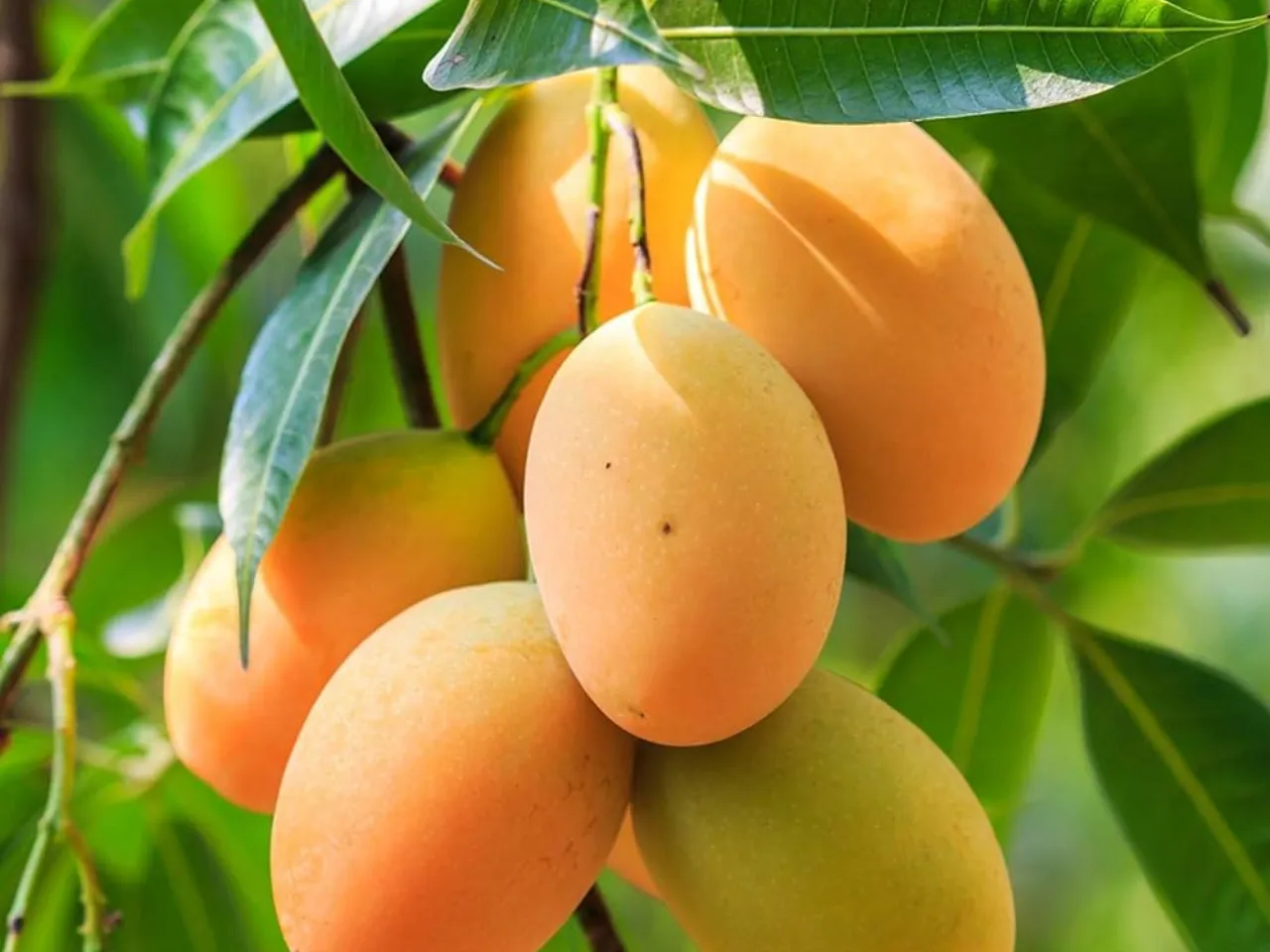 lakshmanbhog mango