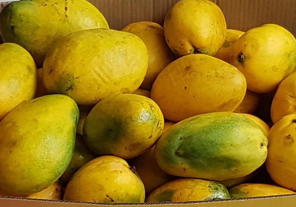 inam pasand mango