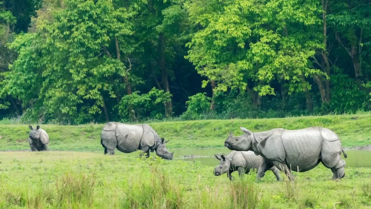 Kaziranga National Park