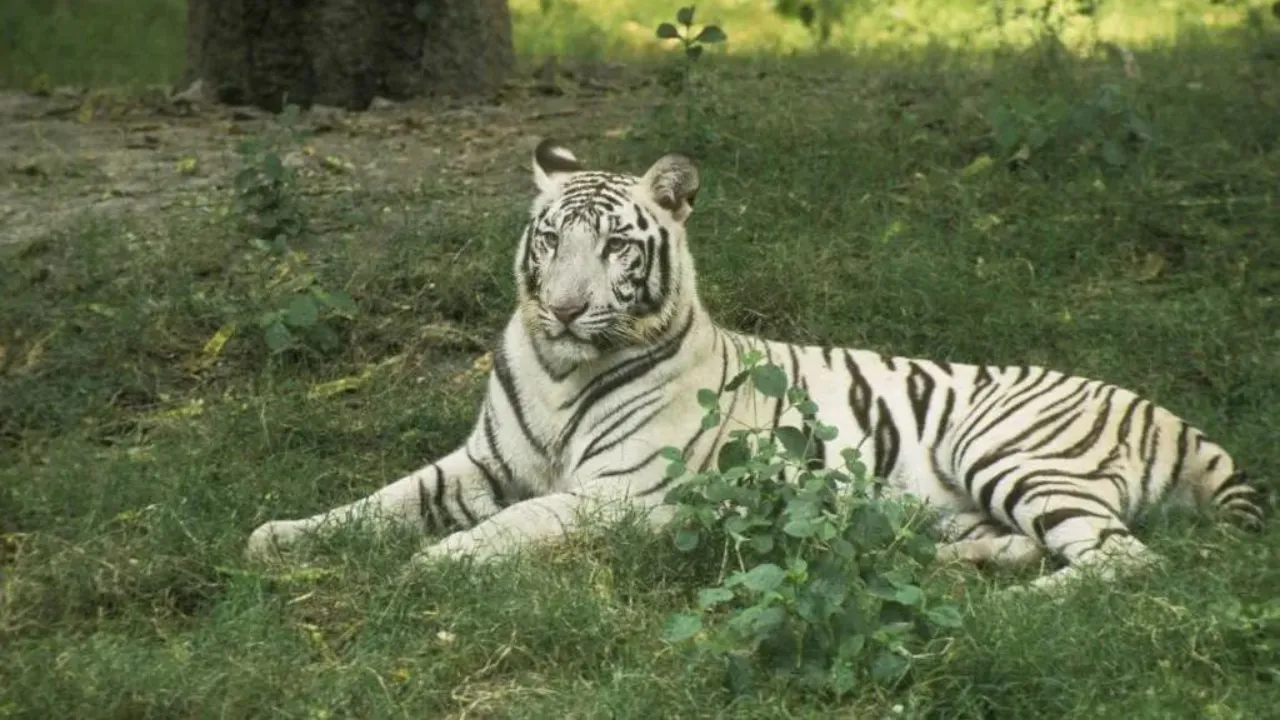 Bandhavgarh National Park