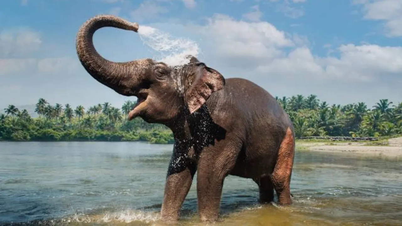 Periyar National Park