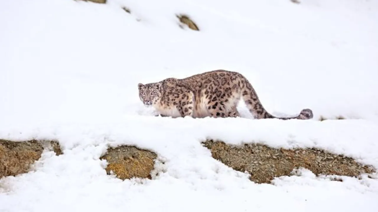 Hemis National Park