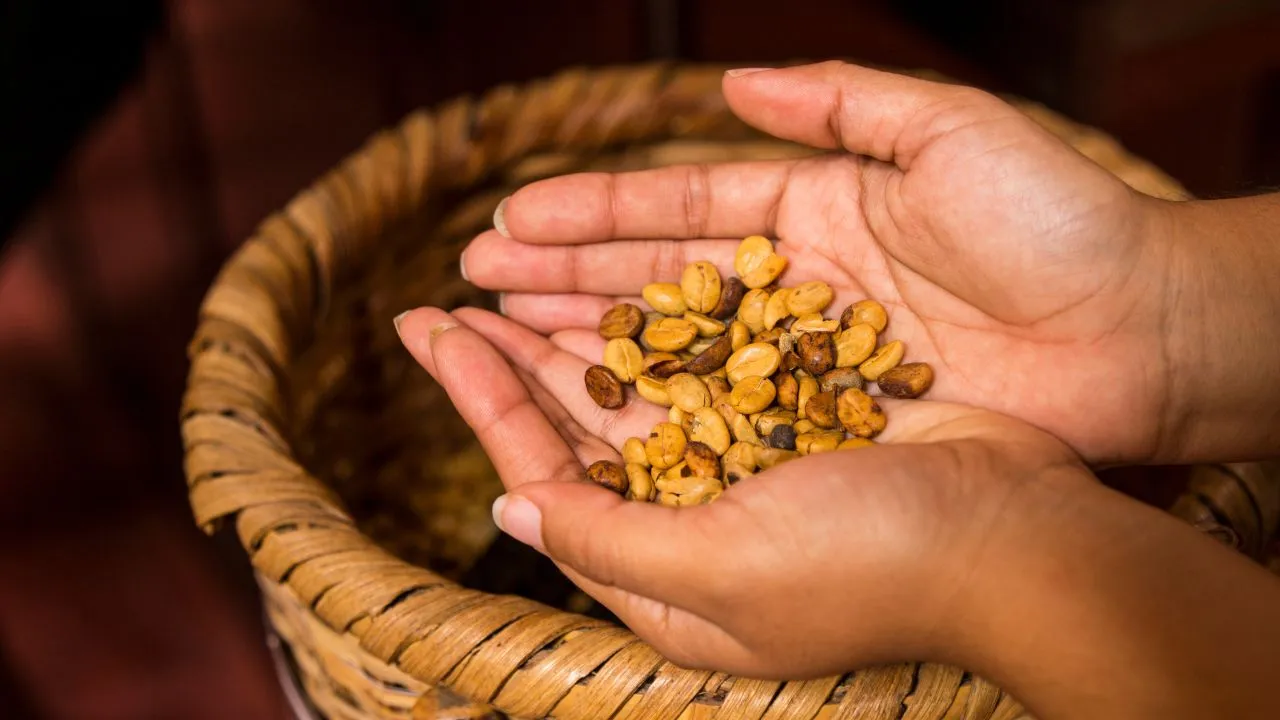 Cocoa Farming