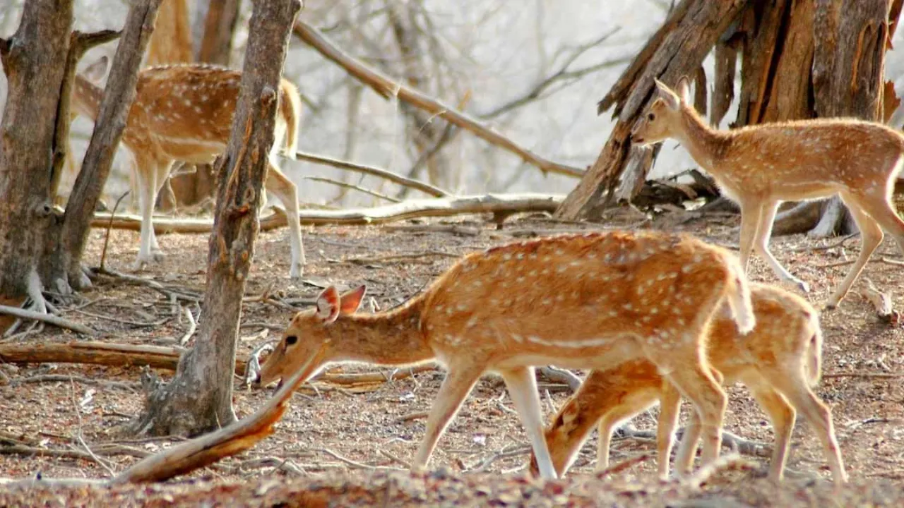 wildlife in rajasthan