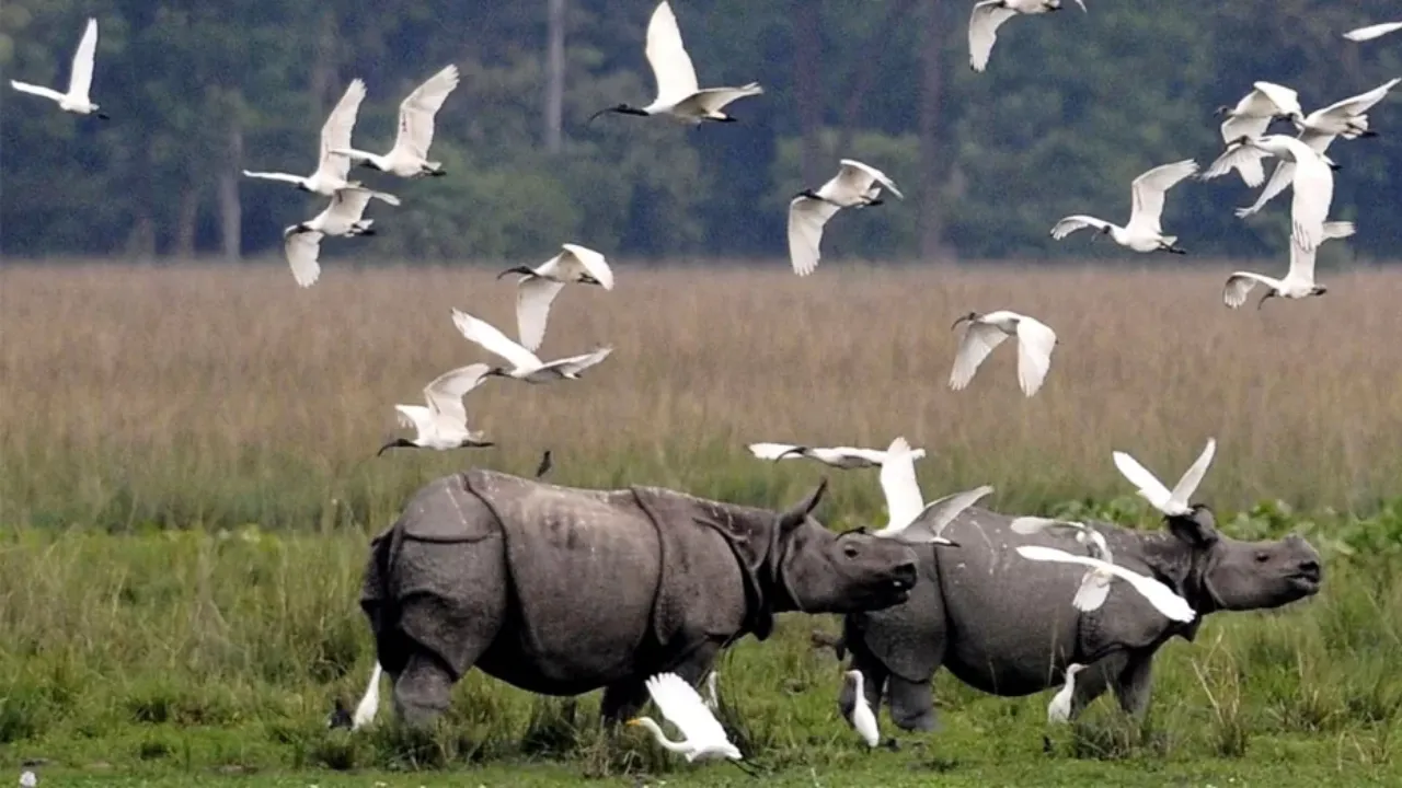 Kaziranga National Park