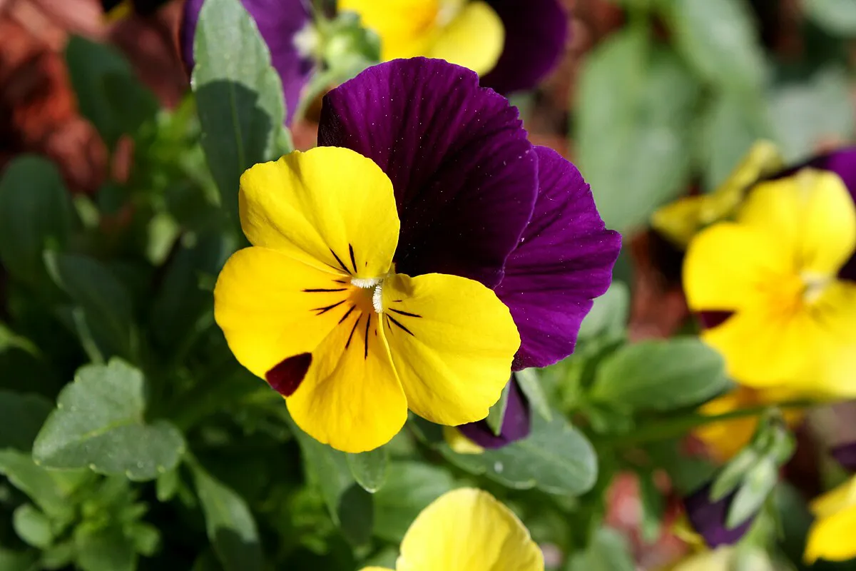 Pansy flower